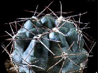 Gymnocalycium fischeri © JJHoudré.jpg